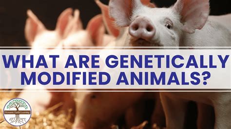 Genetically Modified Farm Animals: Are They Safe for Consumption?